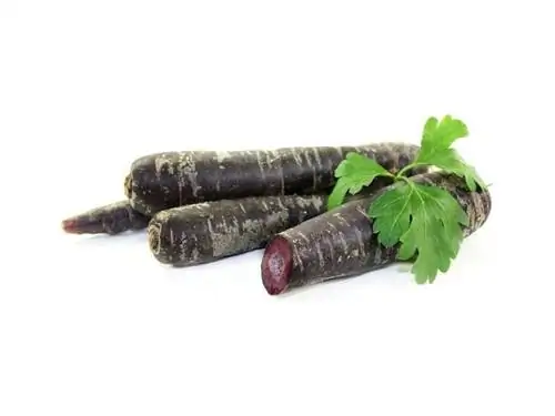 польза фиолетовой моркови