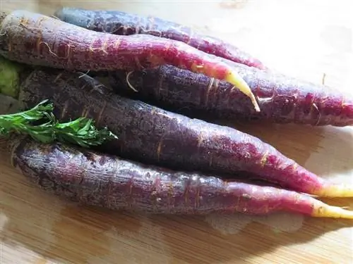 Я выращиваю фиолетовую морковь