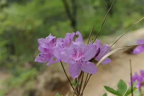 разные виды азалий