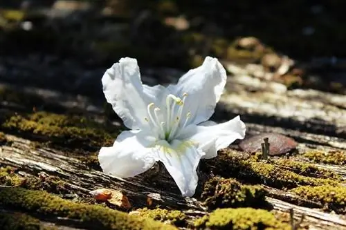 Азалии для тенистых садов