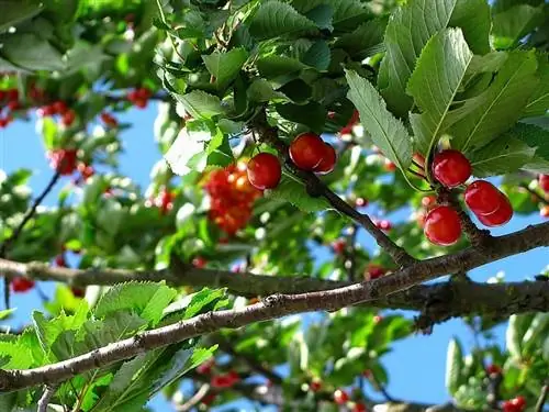 посадить вишню дома