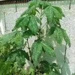 Aesculus hipposcatanum или конский каштан