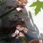 Fagus sylvatica 'Atropurpurea'