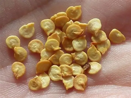 семена чили