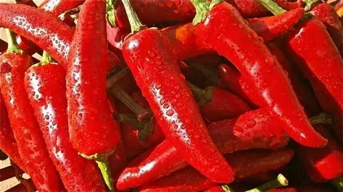 Болезни перца и их лечение