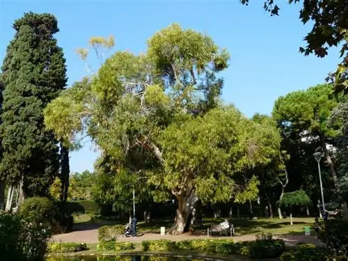 эвкалиптовое дерево