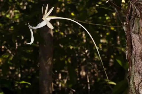 характеристики призрачной орхидеи