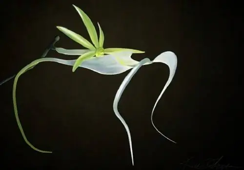 Характеристики призрачной орхидеи