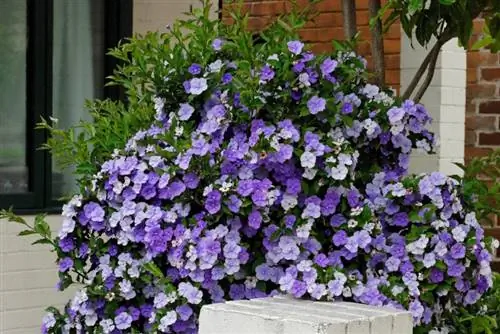 Растение Brunfelsia pilosa в цветке
