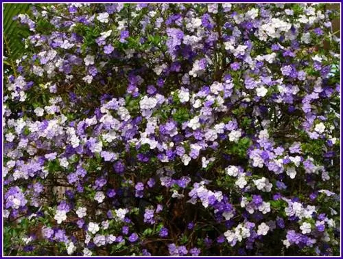 Brunfelsia bonodora в цветке