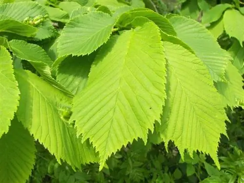 Листья вяза голого