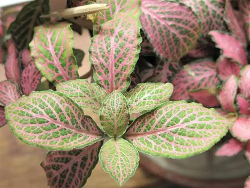 группа фитоний