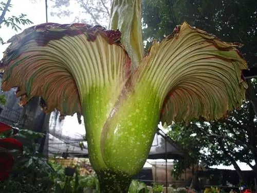 гнилостный запах раффлезии или трупного цветка