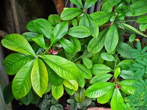 Растение Ардизия валлихия