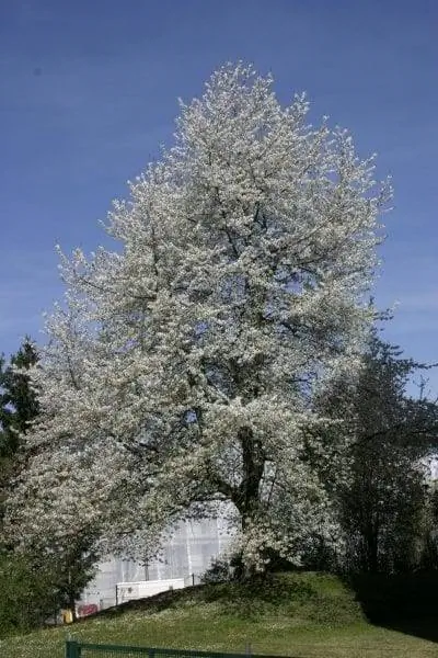 Prunus cerasus дерево