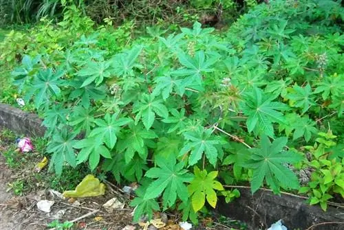 Рицинус коммунис