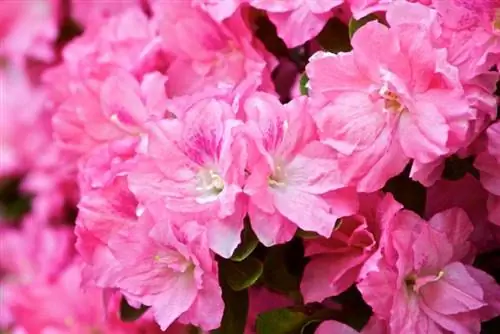 рододендрон