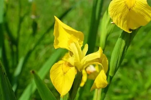 желтая лира