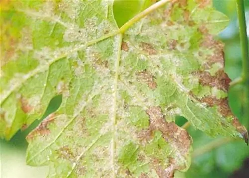 Ложная мучнистая роса поражает листья, побеги и побеги