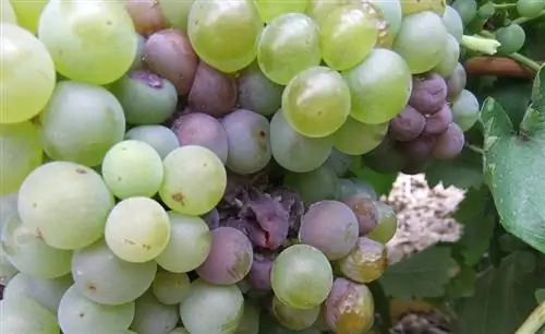 виноград поражен милдью