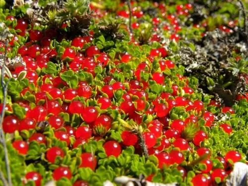 Растение Nertera granadensis