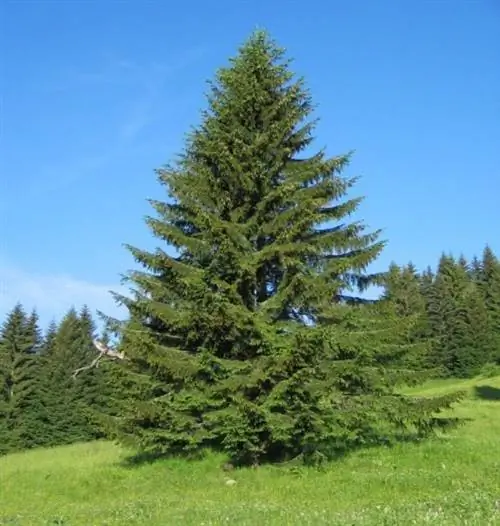 Picea abies