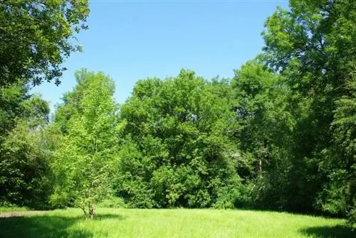 деревья в парке