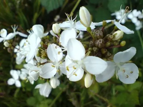 Растение Libertia chilensis