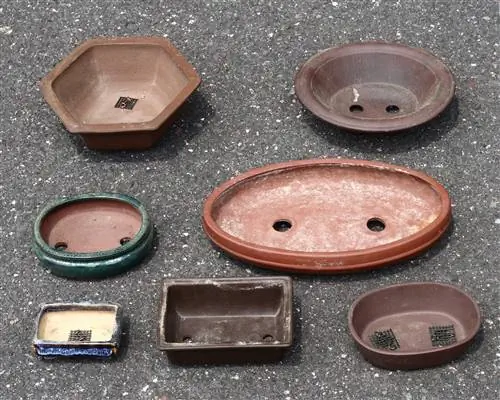 Как выбрать горшок для бонсай?