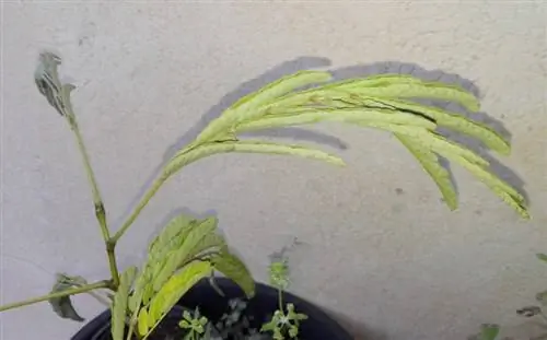 Albizia julibrissin со складчатыми листьями