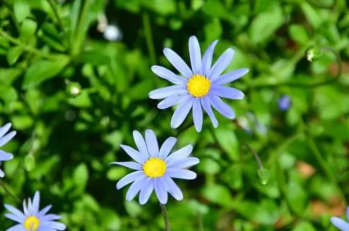 голубые ромашки или фелиция