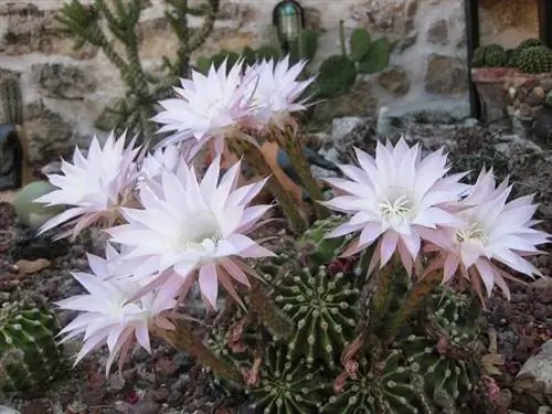 цветки кактуса Echinopsis oxygona