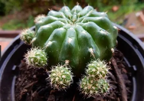 Уход за кактусом Echinopsis oxygona