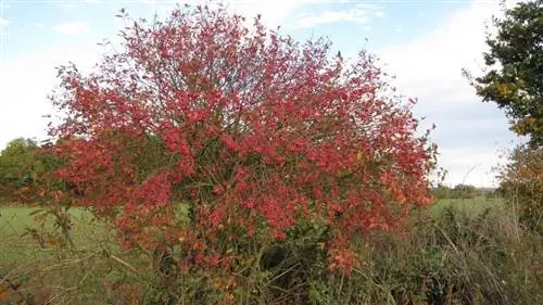 Кустарник дикой шляпки