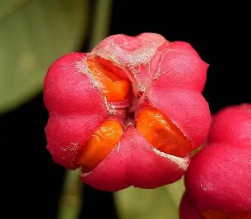 Цветок капота или Euonymus europaeus