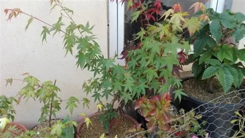 японский клен