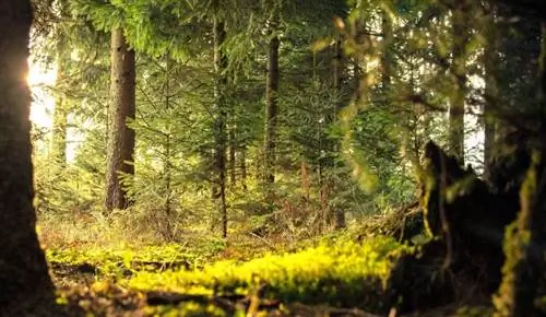 деревья в лесу