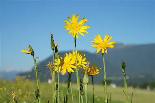 цветущие растения