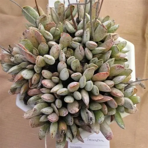 Растение Adromischus mammillaris
