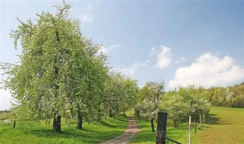 Грушевое дерево происходит из Европы и Африки.