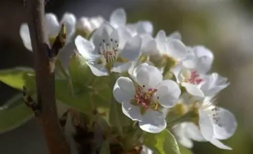 груша цветет, но не все плодоносят