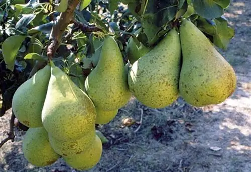 груши высоко ценятся и потребляются во всем мире