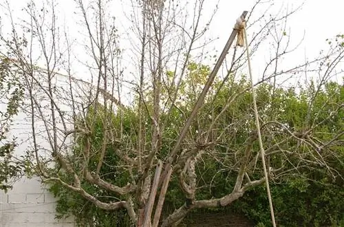 Обрезка груши жизненно важна для того, чтобы ее плоды были качественными