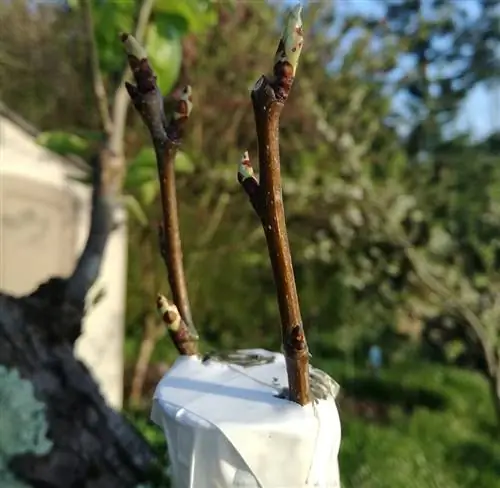 лучший способ размножения груши - прививка айвы