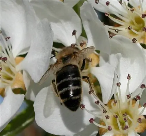 оптимальное опыление груши - перекрестное