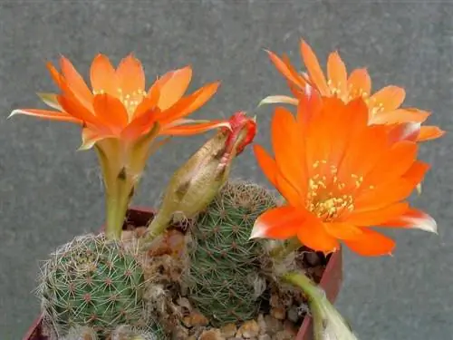 Образец Rebutia friedrichiana