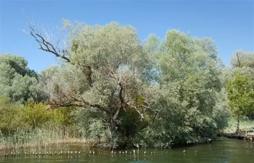 Salix alba в озере