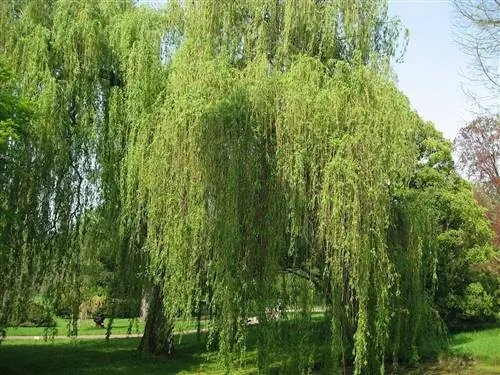 Salix alba, великолепная белая ива