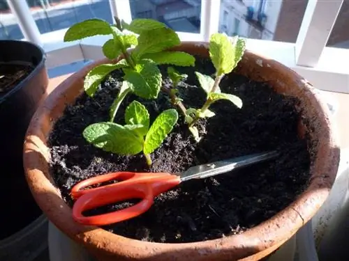 черенки мяты