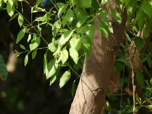 Вид на ствол сандалового дерева